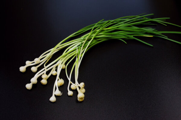 【野蒜（ノビル）】って以外と近くに生えている山菜だって知っていましたか？